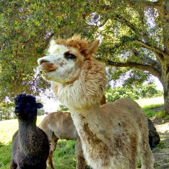 Canzelle Alpacas - Alpacas - Farms Near Me - Carpinteria, California Canzelle Alpacas - Alpacas - Farms Near Me - Carpinteria, California