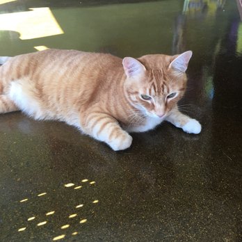 Rogue Valley Pet - Pumpkin! - Pet Stores Near Me - Medford, Oregon Rogue Valley Pet - Pumpkin! - Pet Stores Near Me - Medford, Oregon