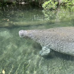 The Kayak Shack - Sea Manatee
