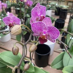 Orchids By Hausermann