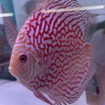 Las Vegas Exotic Fish - Local Fish Stores Near Me - Las Vegas, Nevada Las Vegas Exotic Fish - Local Fish Stores Near Me - Las Vegas, Nevada