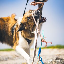 Jesse Pacquin Photography - A dog on the beach biting at a stick