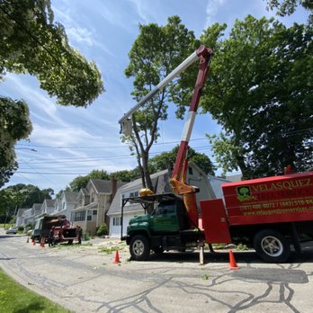 Velasquez Tree Services - Tree removal with bucket truck close to wires . - Tree Services Near Me - Waltham, Massachusetts Velasquez Tree Services - Tree removal with bucket truck close to wires . - Tree Services Near Me - Waltham, Massachusetts