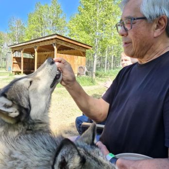 Yamnuska Wolfdog Sanctuary - Tours Near Me - Cochrane, Alberta Yamnuska Wolfdog Sanctuary - Tours Near Me - Cochrane, Alberta