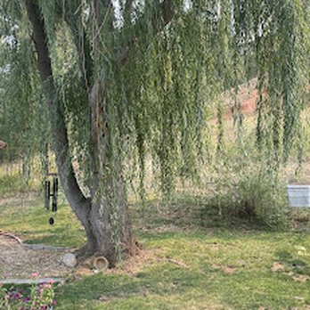 Blue Sky Tree - Tree Services Near Me Blue Sky Tree - Tree Services Near Me