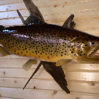 Hunters Link Outdoors - Taxidermy Near Me - Amarillo, Texas Hunters Link Outdoors - Taxidermy Near Me - Amarillo, Texas