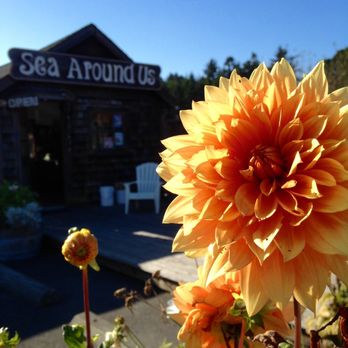 Sea Around US - Gift Shops Near Me - Trinidad, California