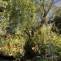 Photo of Fox Hollow Creek Nursery