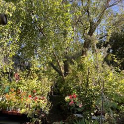 Fox Hollow Creek Nursery - Plants