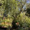 Fox Hollow Creek Nursery gift card