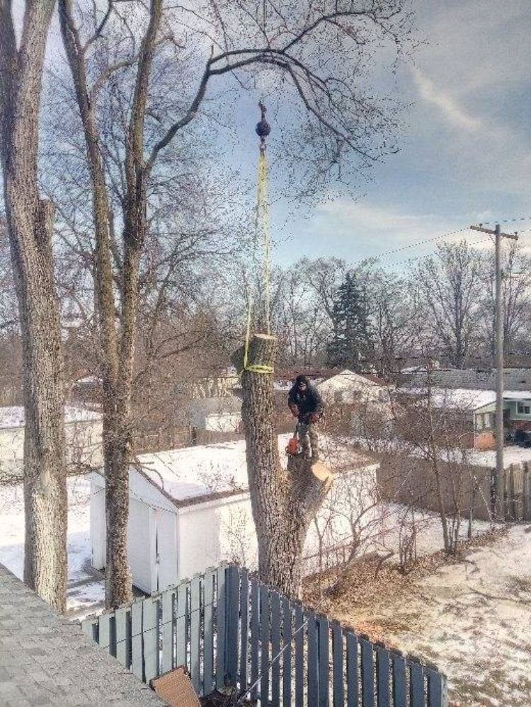Z's Trees - tree service in Ypsilanti, MI