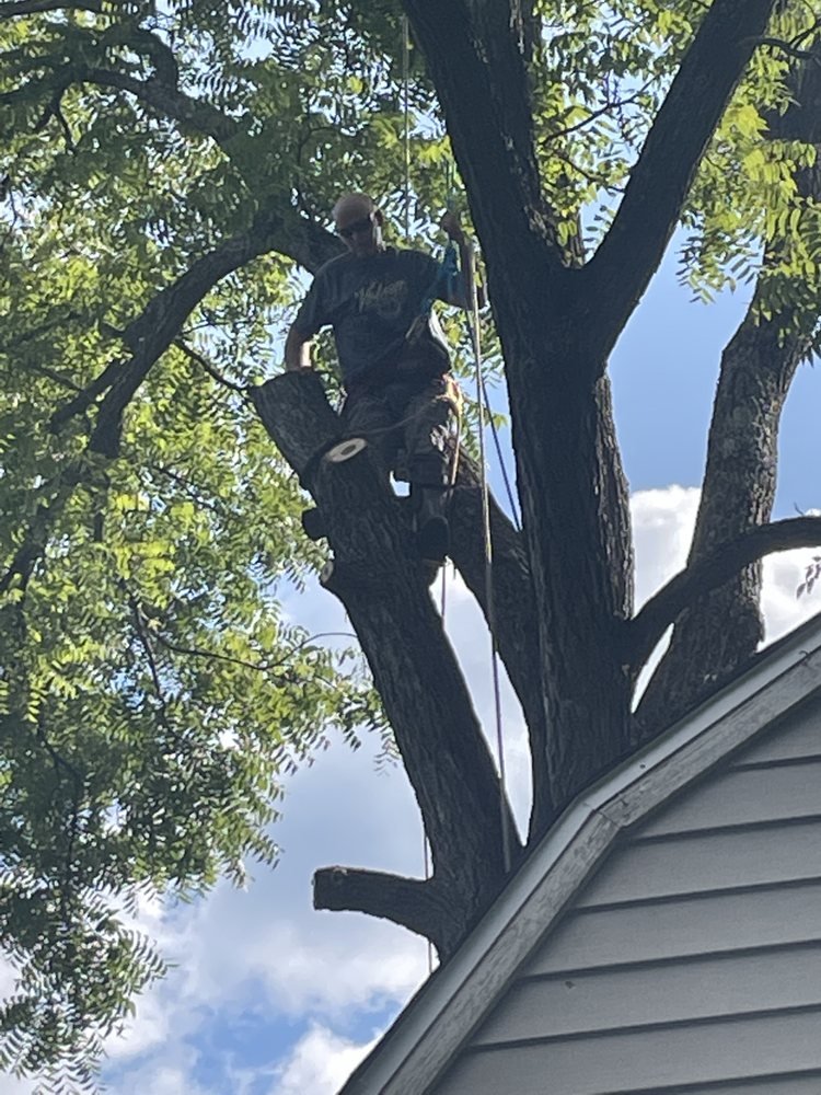 J&J TREE CARE Updated June 2024 17 Photos Bloomery, West Virginia