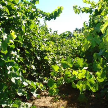 Cakebread Cellars - Wineries Near Me - Rutherford, California