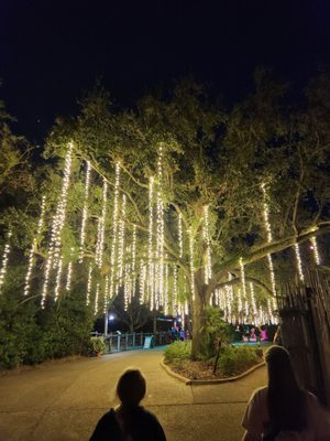 Busch Gardens Tampa Bay by null