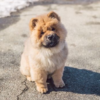 Flobo Photo - Pet Photography Near Me