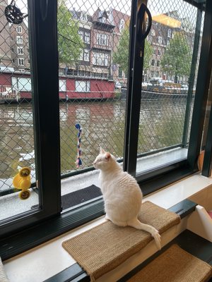 De Poezenboot by null