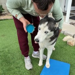 Dog House Rehab