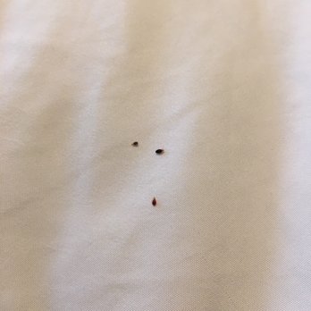 Beachside Hotel & Suites - Bed bugs - Hotels Near Me - Cocoa Beach, Florida
