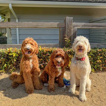 Als Pals Dog Walking & Pet Sitting - Our pups and a friend!! - Dog Walkers Near Me