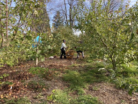 Portland Fruit Tree Project by null