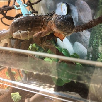 Petco - Beautiful iguana in shed; Struggling a bit - Pet Stores Near Me - Springfield, Oregon