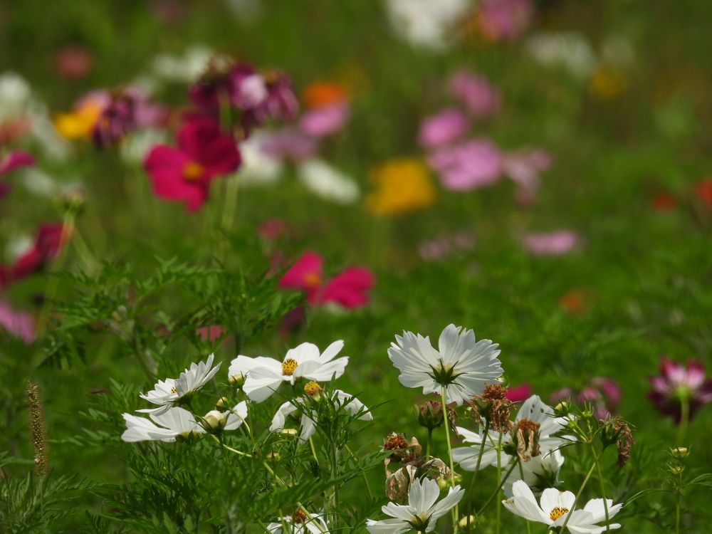Wegerzyn Gardens Metroparks