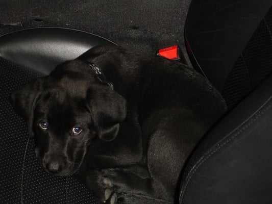 Photo of All Pro Audio - Santa Clara, CA, US. Come and say hi to Jack...