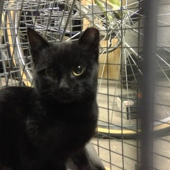 People For Animals - Blackie aka: Millie was just spayed and treated by the wonderful staff at People for Animals - Veterinarians Near Me - Hillside, New Jersey