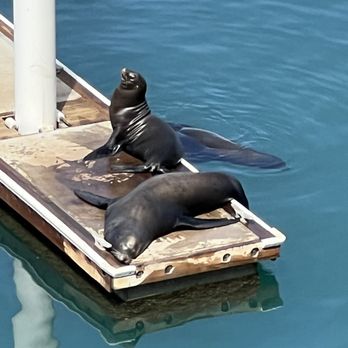 Breathless Cabo San Lucas - SEA LIONS!!! - Resorts Near Me - Cabo San Lucas, BCS
