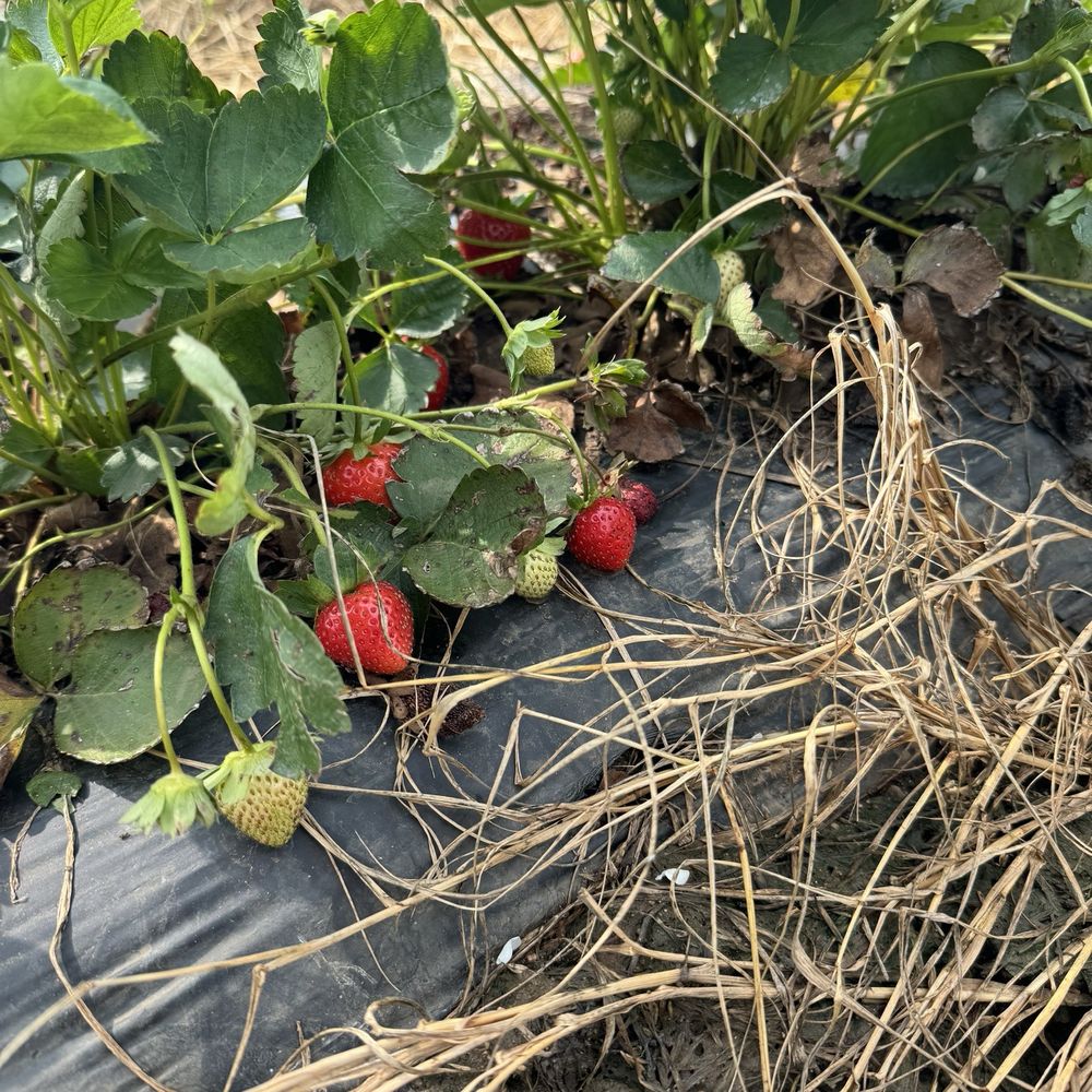 Sweet Berry Farm - Attraction Farms Near Me - Marble Falls, Texas