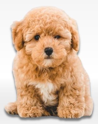 Puppies Available Now! - At Select A Puppy we always have a large selection of puppies to choose from. With availably to over 100 different breeds we are sure to have a breed to fit every lifestyle. Stop into our kennel to meet with one of our staff members who can go over the various characteristics and breed requirements to help fit you with the perfect breed! Puppies Available Now! - At Select A Puppy we always have a large selection of puppies to choose from. With availably to over 100 different breeds we are sure to have a breed to fit every lifestyle. Stop into our kennel to meet with one of our staff members who can go over the various characteristics and breed requirements to help fit you with the perfect breed!