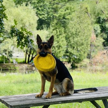 Doggone Fit - Dog Walkers Near Me - Westborough , Massachusetts