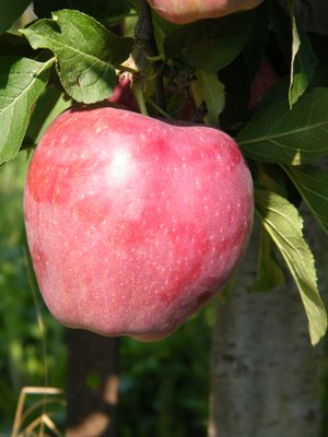 Marker-Miller Orchards by null