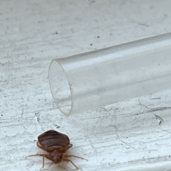 Compass Pest Control - Don't let these bite you at night - Pest Control Near Me Compass Pest Control - Don't let these bite you at night - Pest Control Near Me