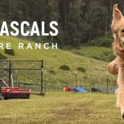 Vicki's Little Rascals Doggy Daycare Ranch
