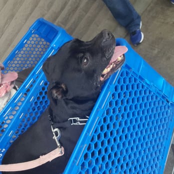 PetSmart - Aftermath. Thanks Shelby! - Pet Stores Near Me - Concord, California