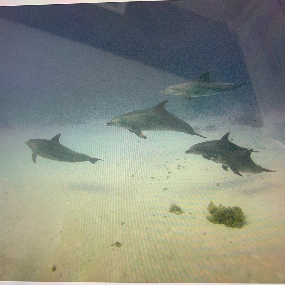 Outside The Asylum Diving & Travel - Dolphins!!!! - Scuba Diving Near Me - Katy, Texas Outside The Asylum Diving & Travel - Dolphins!!!! - Scuba Diving Near Me - Katy, Texas
