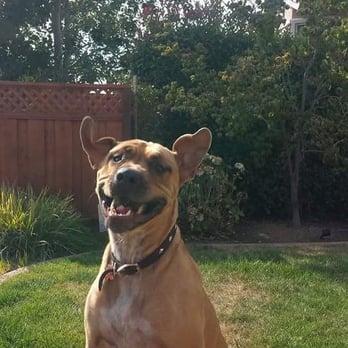 Danville Trails and Tails - Rufus Sulon - Dog Walkers Near Me Danville Trails and Tails - Rufus Sulon - Dog Walkers Near Me