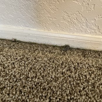 Queen of Maids - Dust balls on carpet - Home Cleaning Near Me Queen of Maids - Dust balls on carpet - Home Cleaning Near Me
