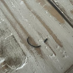 Royal Pet Salon - Rubber band that was left on my dogs ear