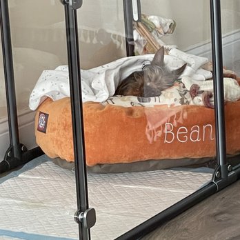 Vanity Pups - Pet Sitting Near Me - Bayside, New York