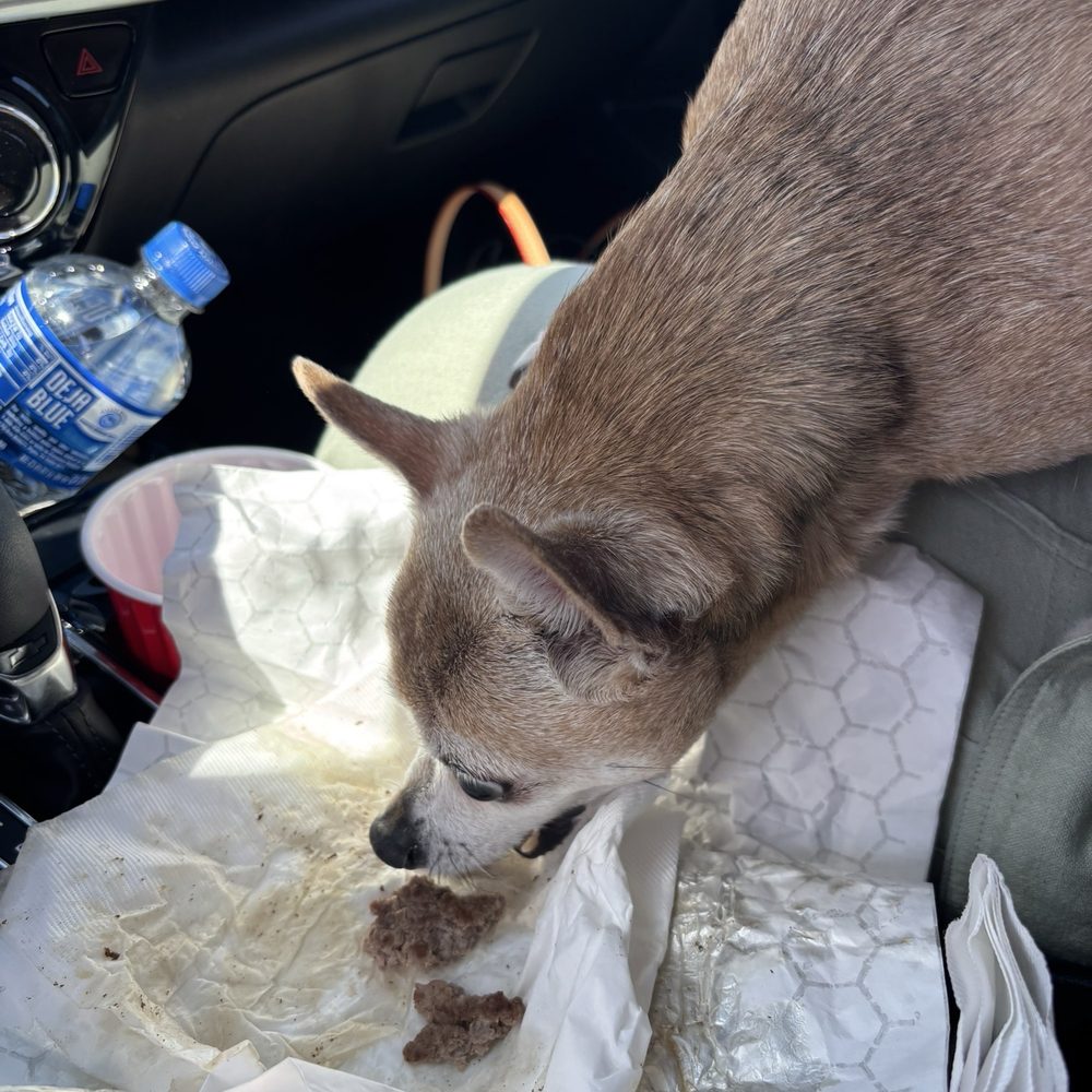 Snappy's - Bubba eating his pup patty - Burgers Near Me - Las Vegas, Nevada Snappy's - Bubba eating his pup patty - Burgers Near Me - Las Vegas, Nevada