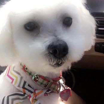 Bark Dog & Spa - Cleaned her face completely - Pet Groomers Near Me - Athens, Georgia Bark Dog & Spa - Cleaned her face completely - Pet Groomers Near Me - Athens, Georgia