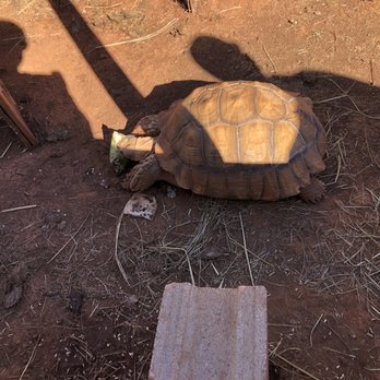 The Patch - Huge friendly turtle - Pumpkin Patches Near Me - Edmond, Oklahoma