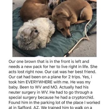 Southern Arizona Cat Rescue - Pet Adoption Near Me