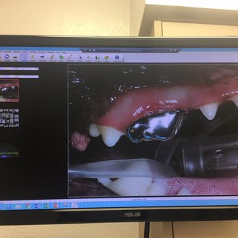 Arizona Veterinary Dental Specialists - Gilbert - The final tooth! - Veterinarians Near Me - Gilbert, Arizona