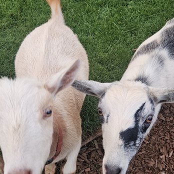 Lahaina Goat Yoga - Attraction Farms Near Me - Lahaina, Hawaii