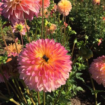 Swan Island Dahlias - Nurseries & Gardening Near Me - Canby, Oregon