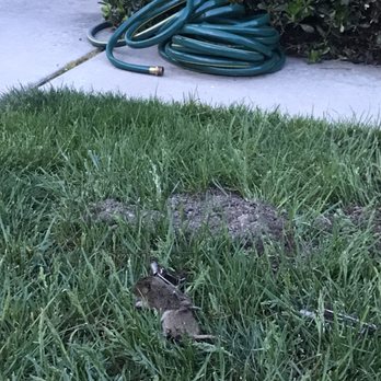 Vanish Integrative Pest Control - Gophers can do substantial damage to turf in a short period of time. - Pest Control Near Me - San Jose, California Vanish Integrative Pest Control - Gophers can do substantial damage to turf in a short period of time. - Pest Control Near Me - San Jose, California