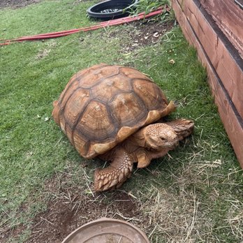 Ko Hana Distillers - Tony the Tortoise! - Distilleries Near Me - Kunia, Hawaii